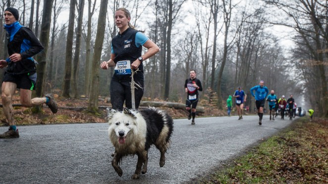 Un chien de berger aux Crêtes de Spa