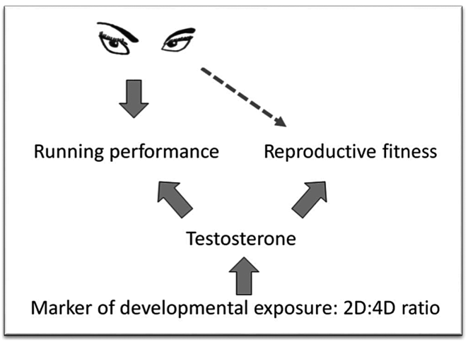 La performance en course à pied comme signal du potentiel reproductif