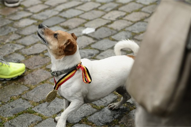 Un chien porte la médaille des 20km de Bruxelles